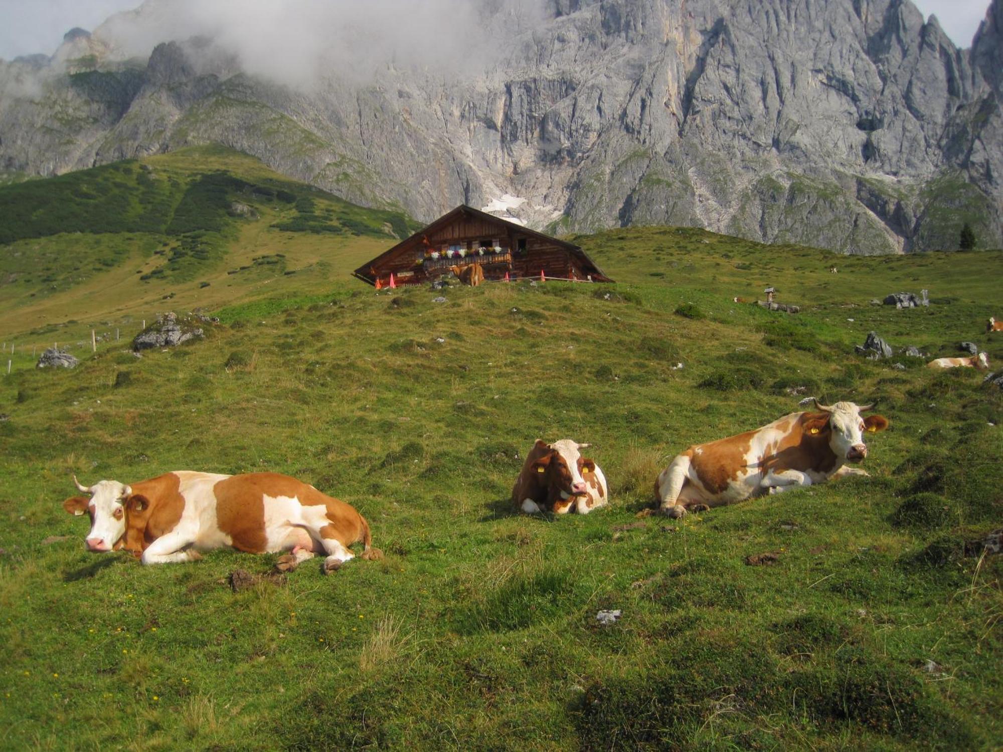 Molteraugut Apartamento Mühlbach am Hochkönig Exterior foto